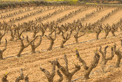 Viñedos Aldeanueva