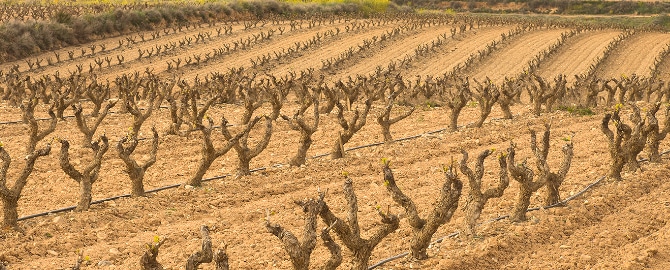 Viñedos Aldeanueva