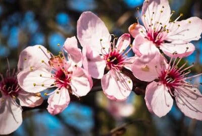 Natural Woody Crops