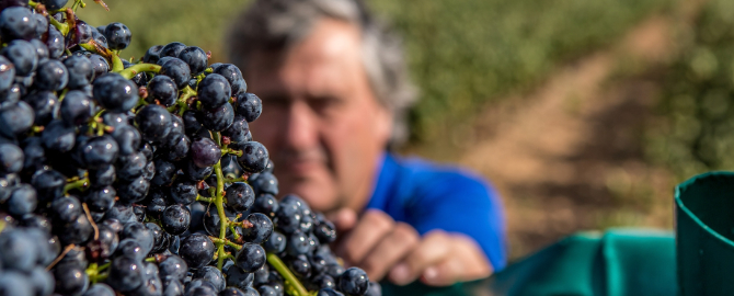 Bodegas del Medievo