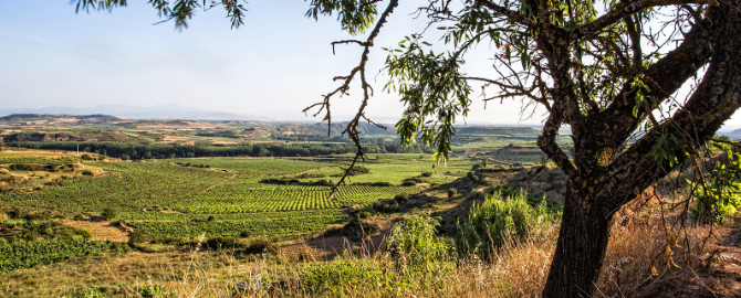 Tierra Agrícola Labastida