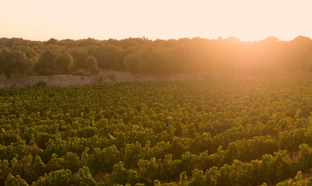 Bodegas Torralbenc