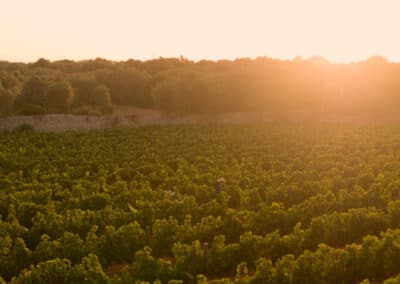 Bodegas Torralbenc