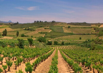 Bodegas Remírez de Ganuza