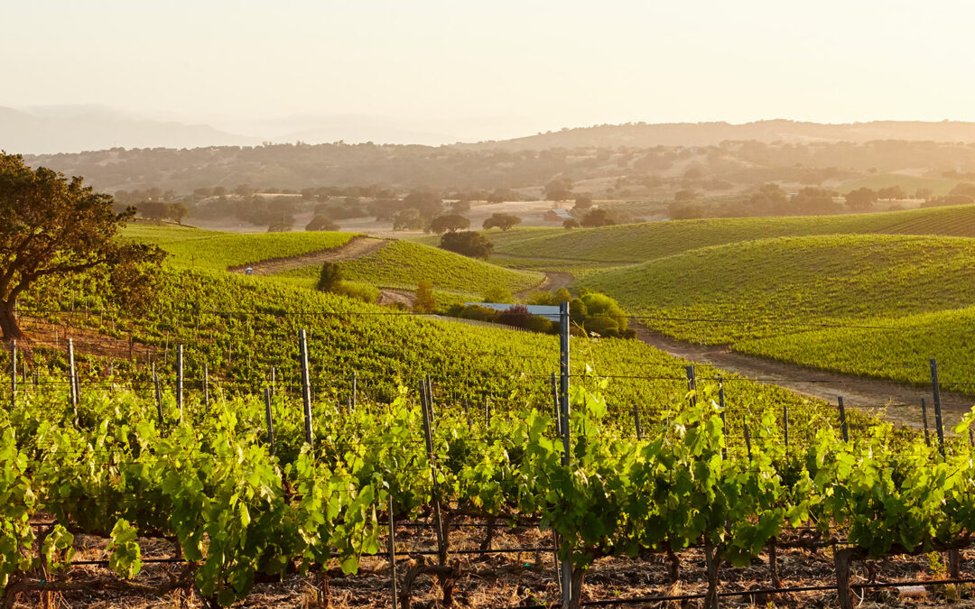 Castúo Wines