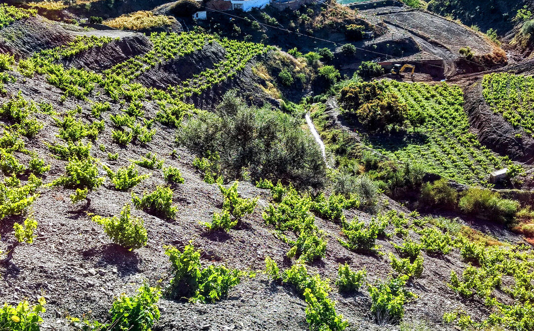 API viñas de Málaga