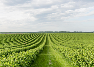 Cooperatives agro-alimentàries