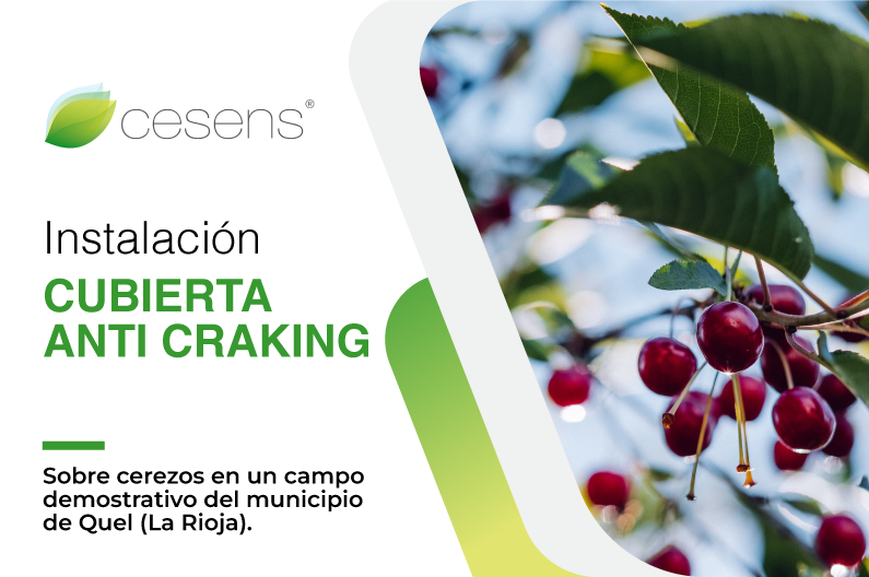 Instalación de cubierta anti craking sobre cerezos