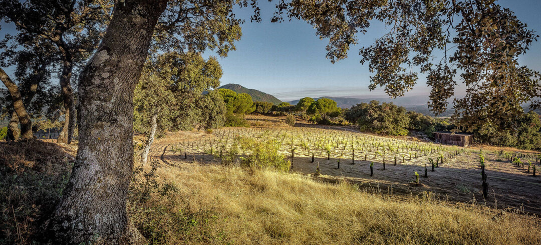 Bodega Marañones