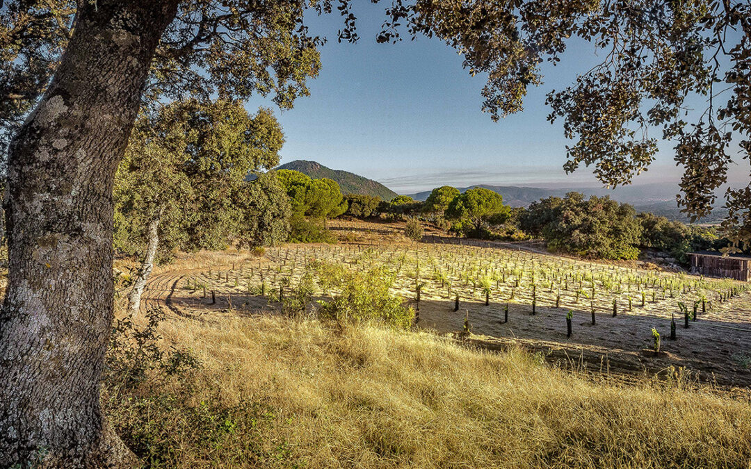 Bodega Marañones