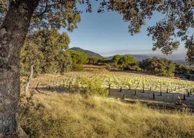 Bodega Marañones