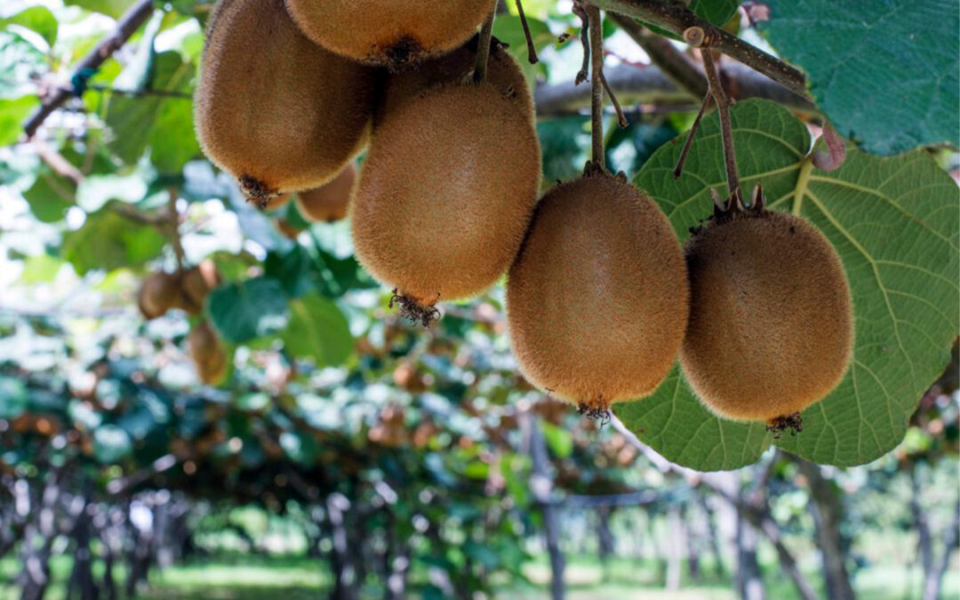 Frutas Douro ao Minho