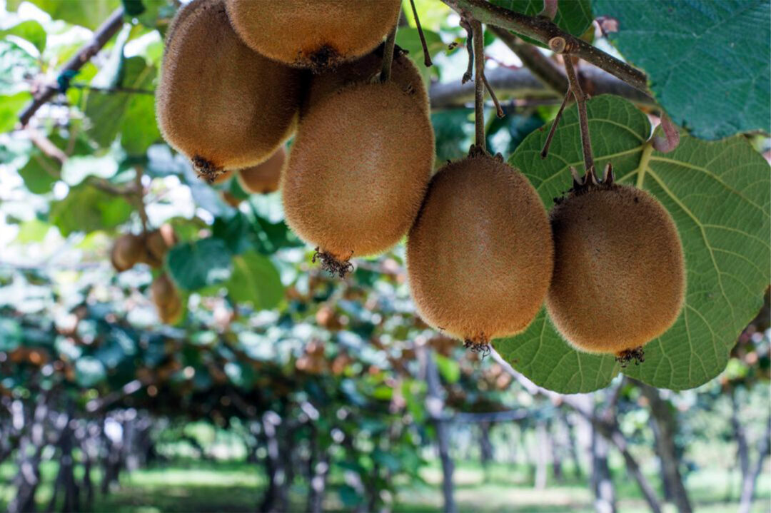 Frutas Douro ao Minho