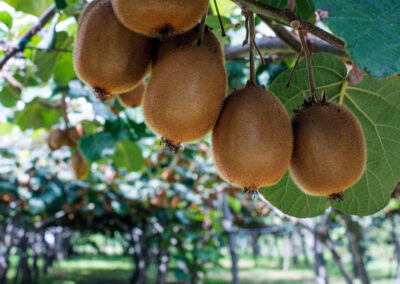 Frutas Douro ao Minho