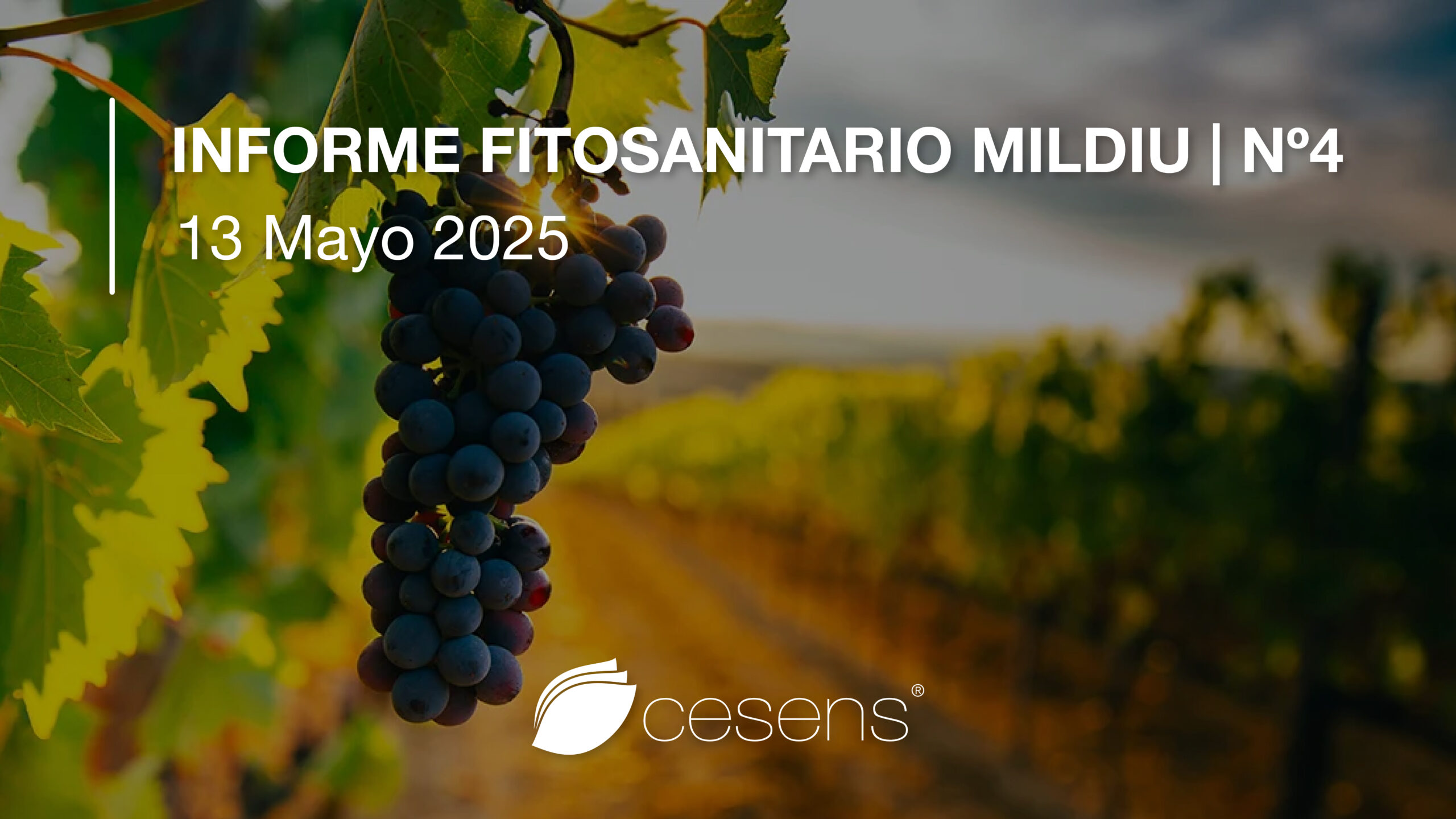 Informe fitosanitario Mildiu | 13 Mayo 2025