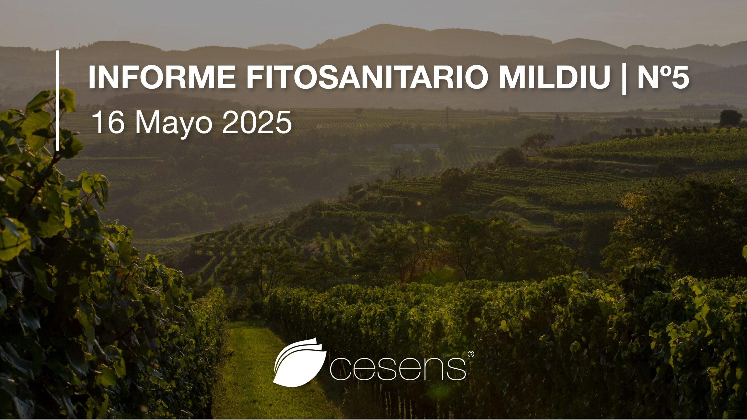 Informe fitosanitario Mildiu | 16 Mayo 2025