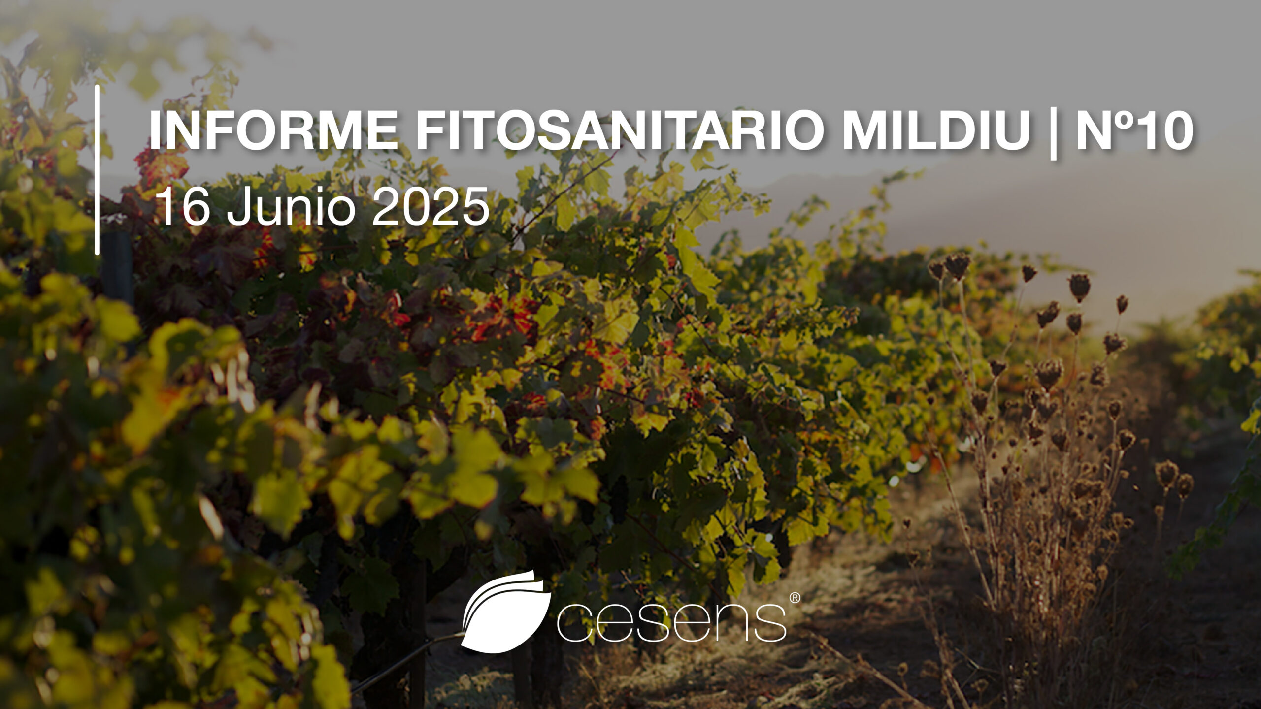 Informe fitosanitario Mildiu | 16 Junio 2025