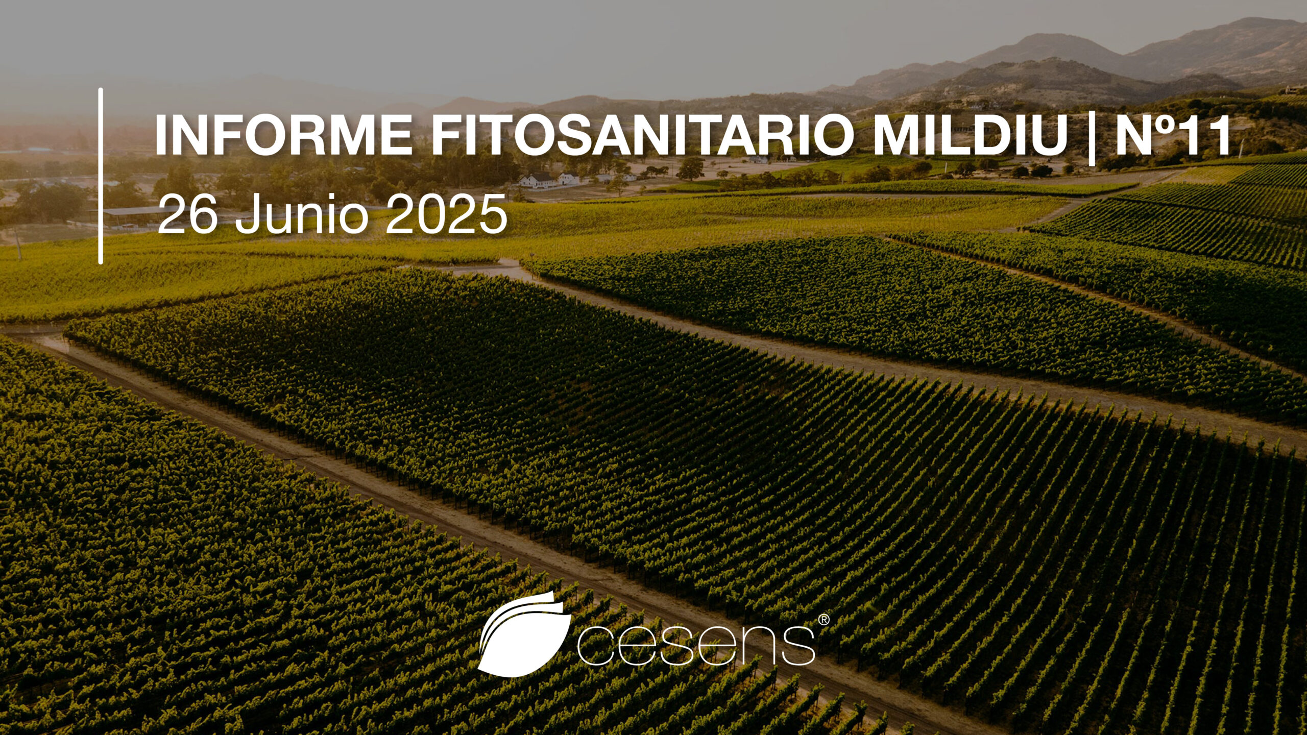 Informe fitosanitario Mildiu | 26 junio 2025