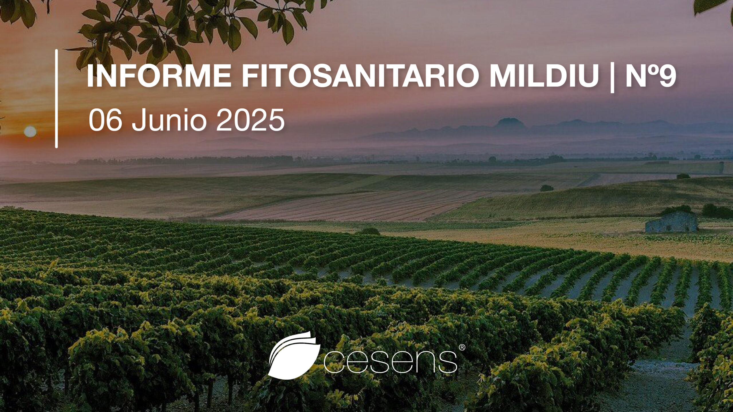 Informe fitosanitario Mildiu | 06 Junio 2025