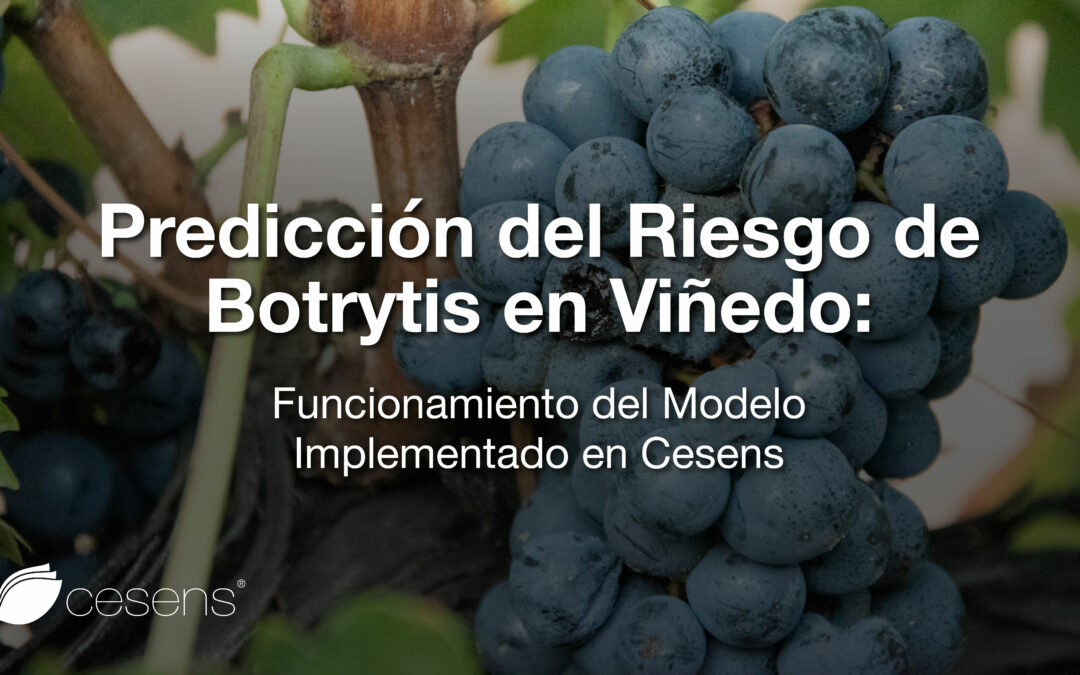 Predicción del Riesgo de Botrytis en Viñedo: Funcionamiento del Modelo Implementado en Cesens