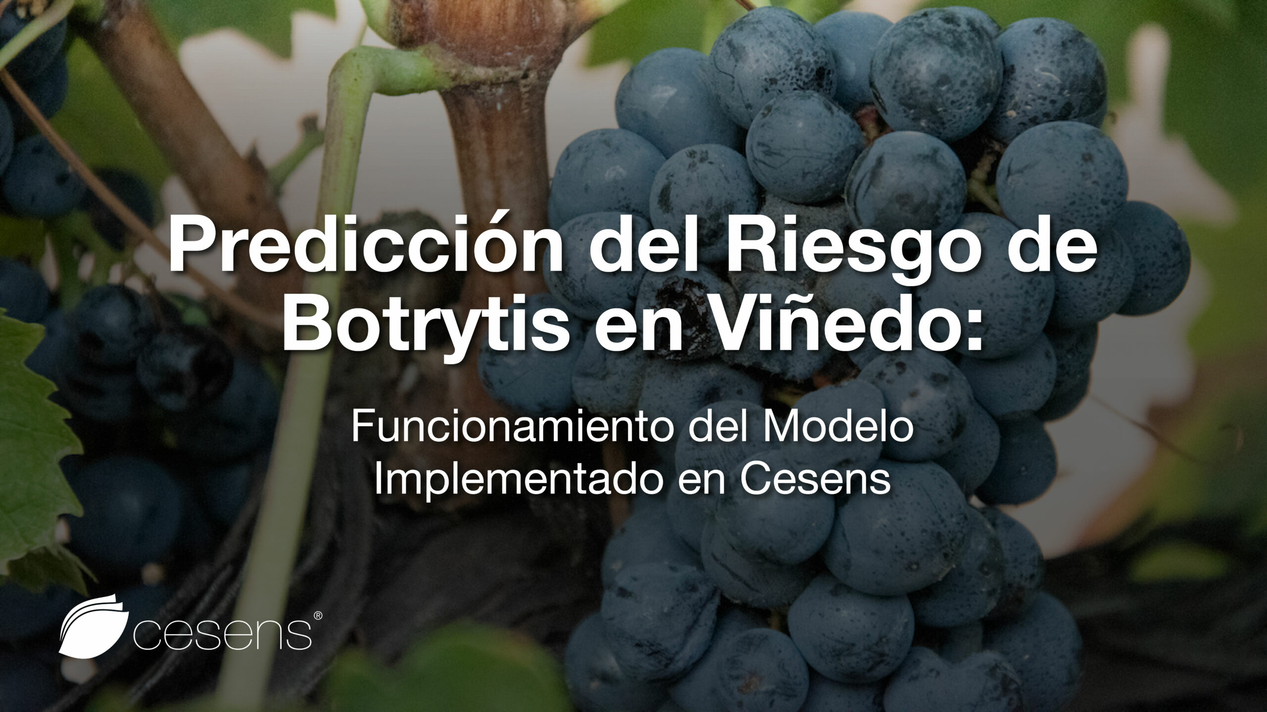 Predicción del Riesgo de Botrytis en Viñedo: Funcionamiento del Modelo Implementado en Cesens