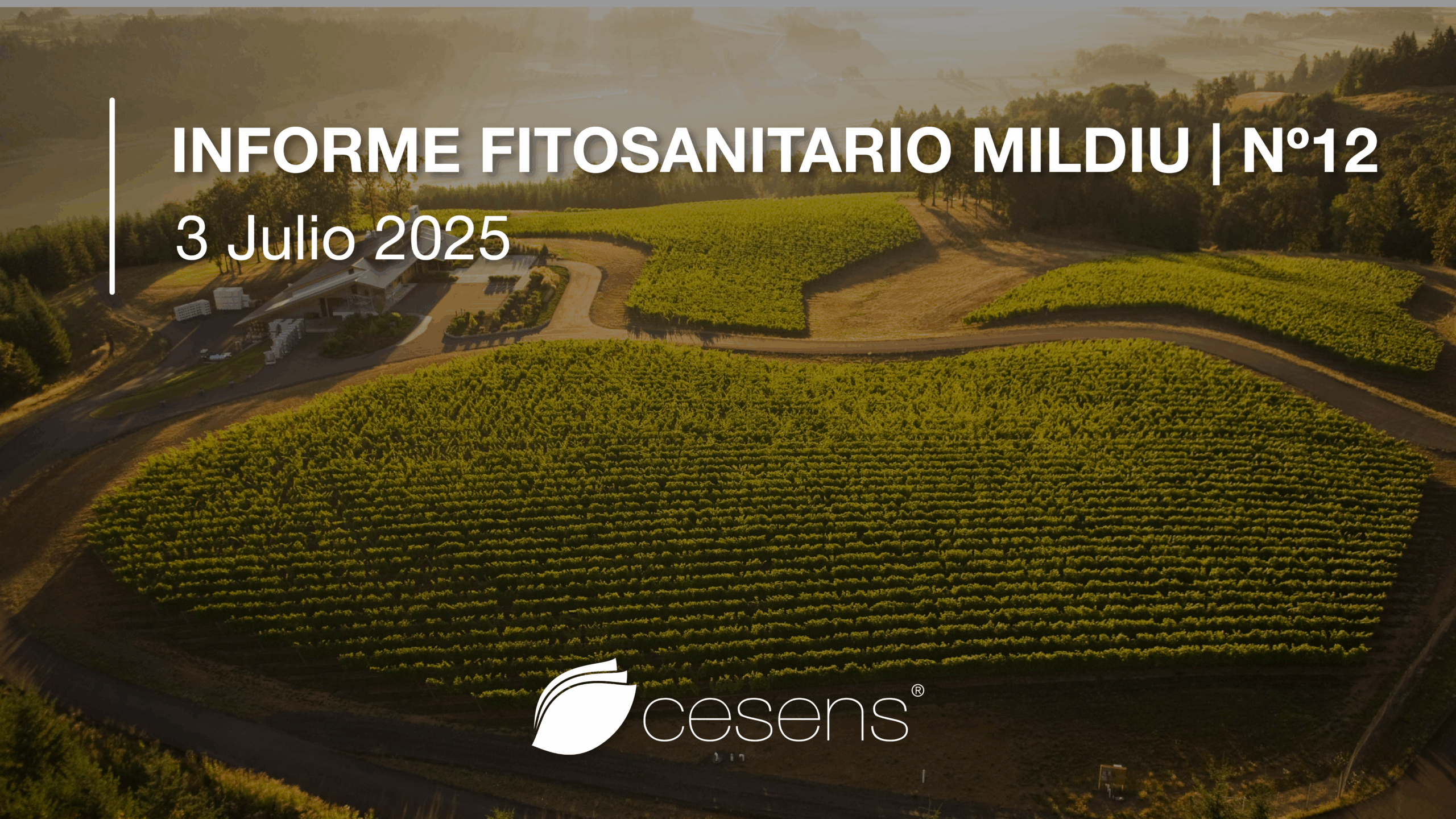 Informe fitosanitario Mildiu | 3 julio 2025