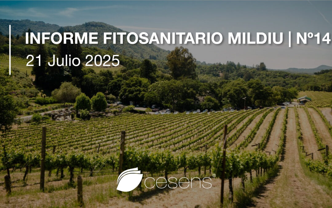 Informe fitosanitario Mildiu | 21 julio 2025