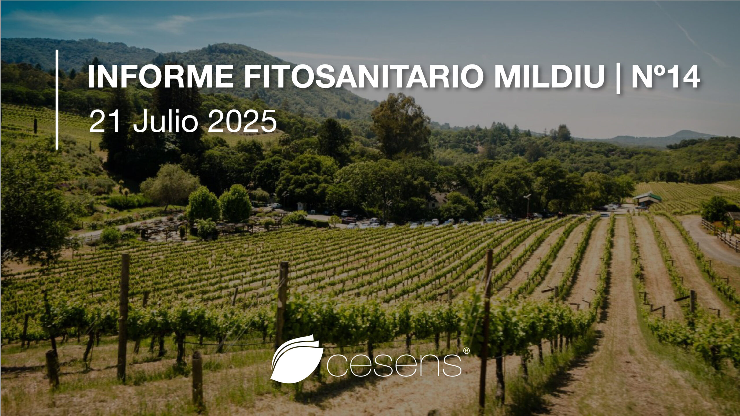 Informe fitosanitario Mildiu | 21 julio 2025