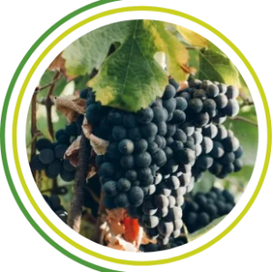 cesens go - vinedo (1)_web