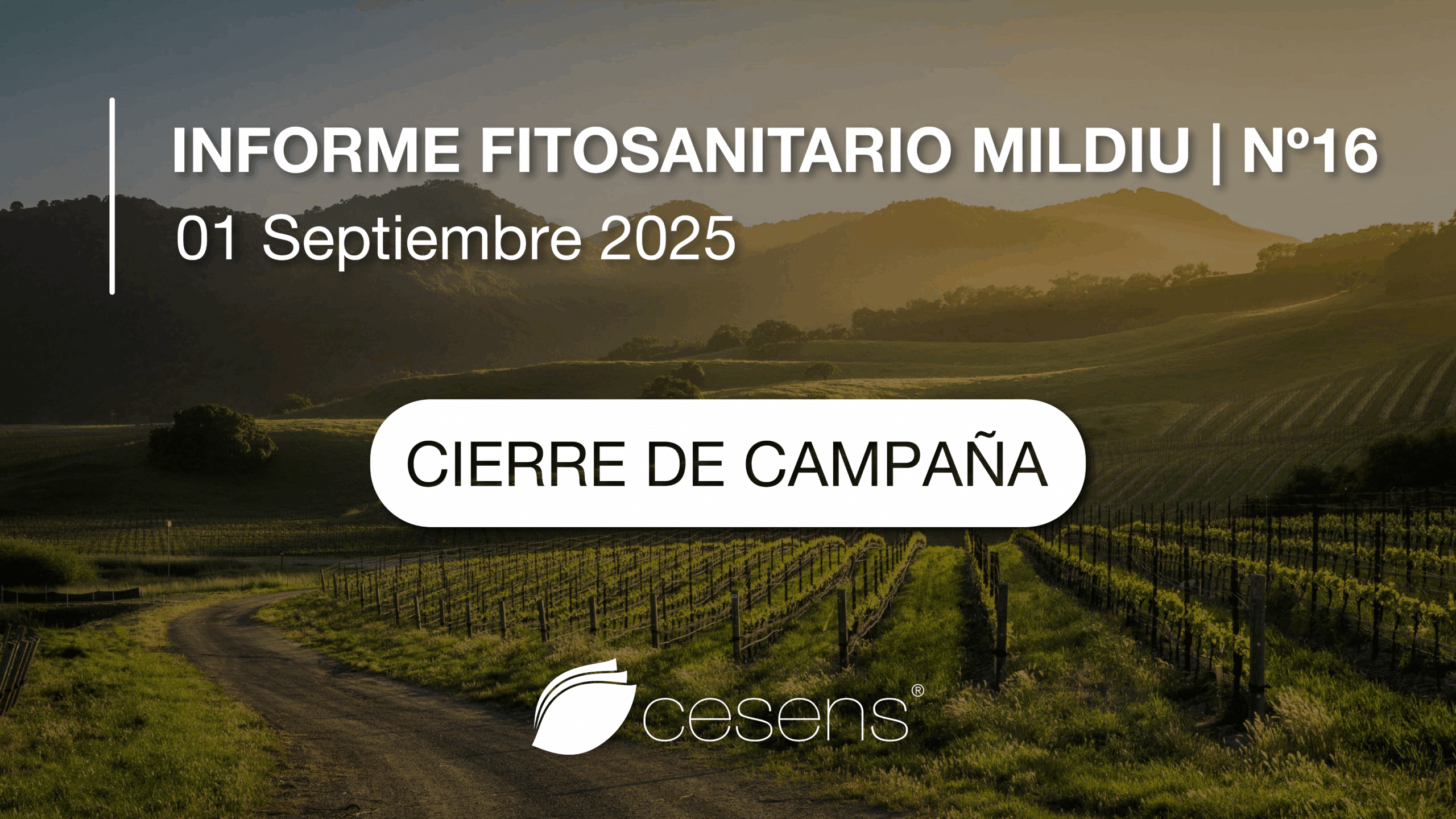 Informe fitosanitario Mildiu | 01 Septiembre 2025