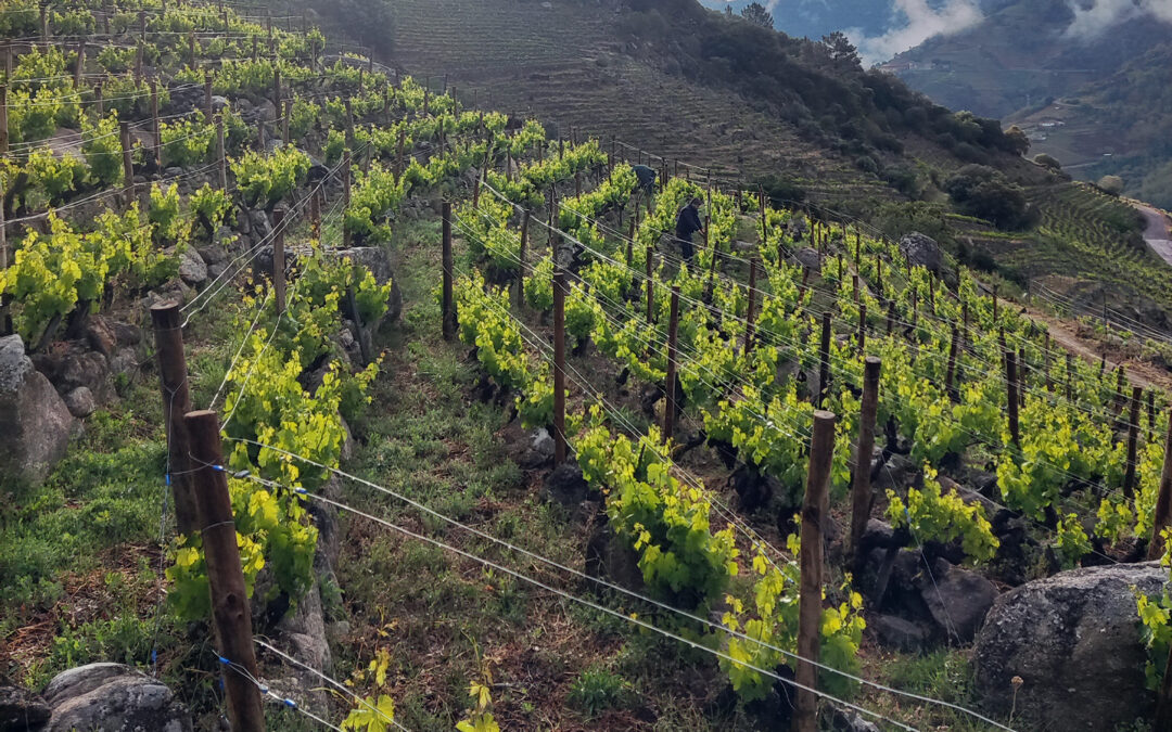 Bodegas CENTO UN