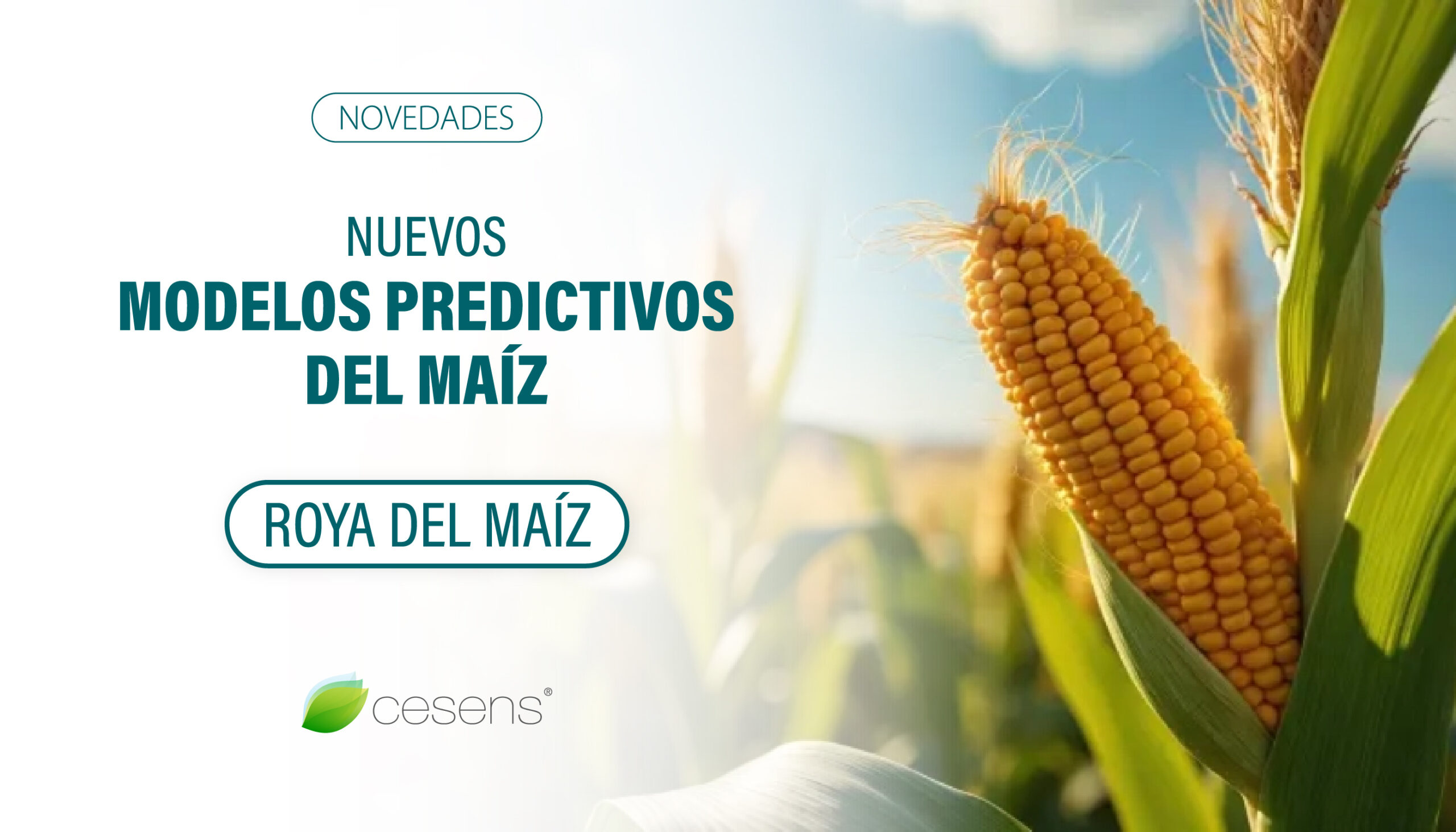 Predicción del Riesgo de Roya común en Maíz