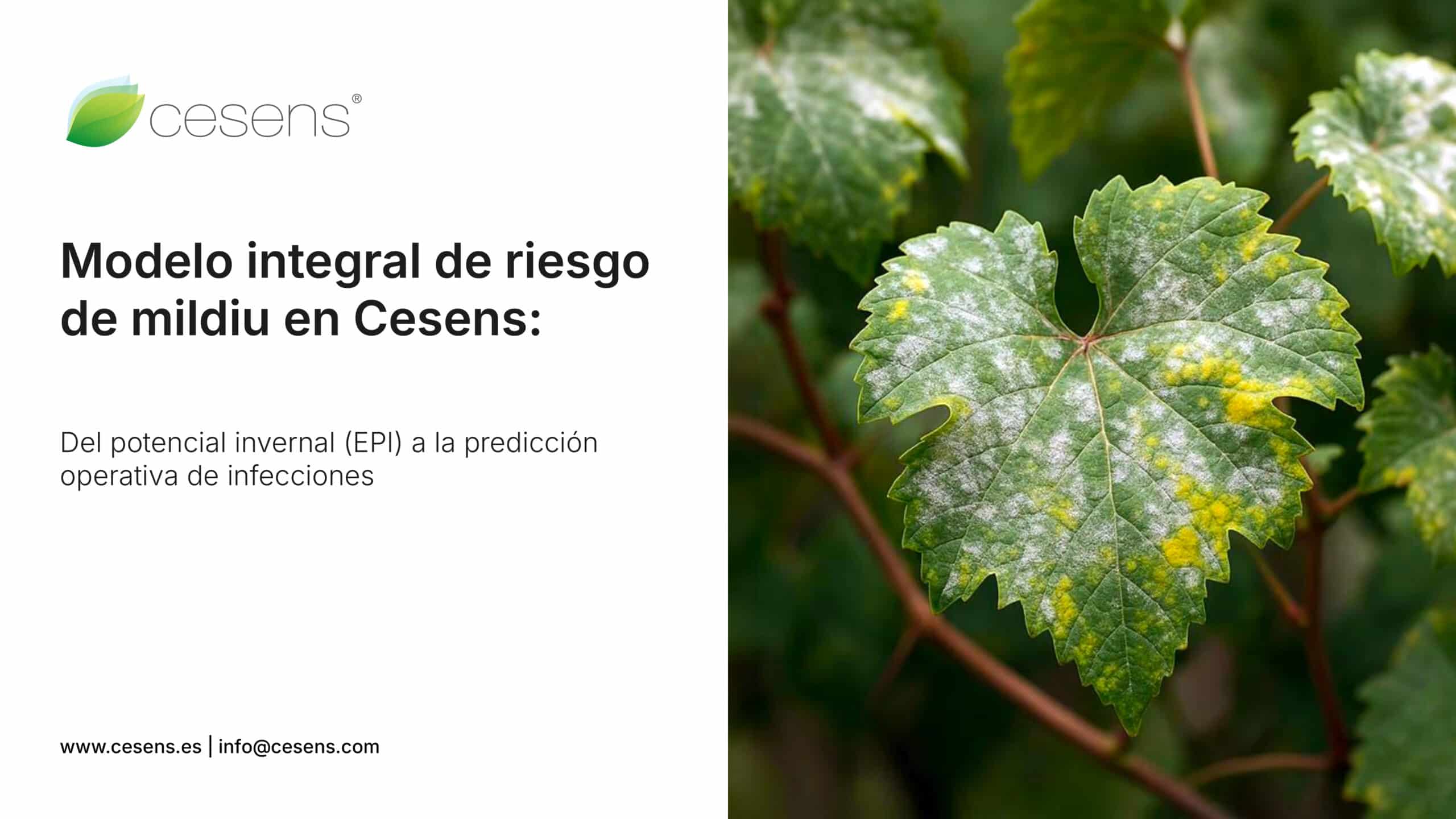 ¿Y si pudieras anticiparte al mildiu antes de que el riesgo sea visible?