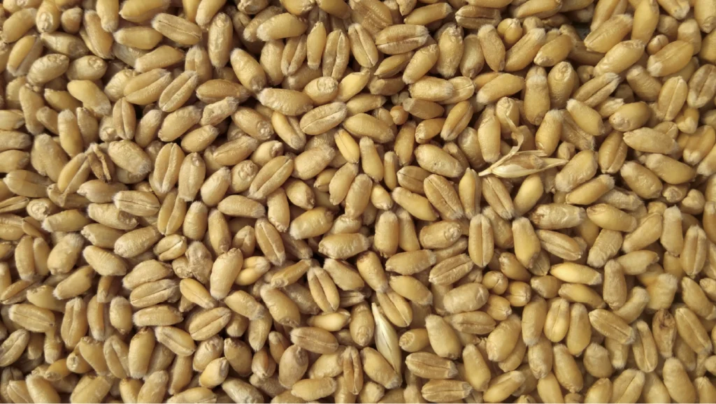 Cesens still Rioja engineering crops (2) Cesens still Rioja engineering crops