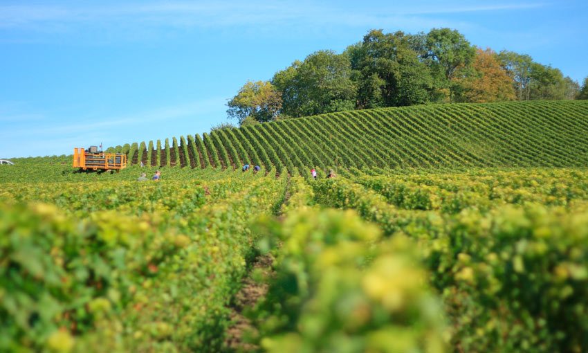 Más competitividad para bodegas y productores