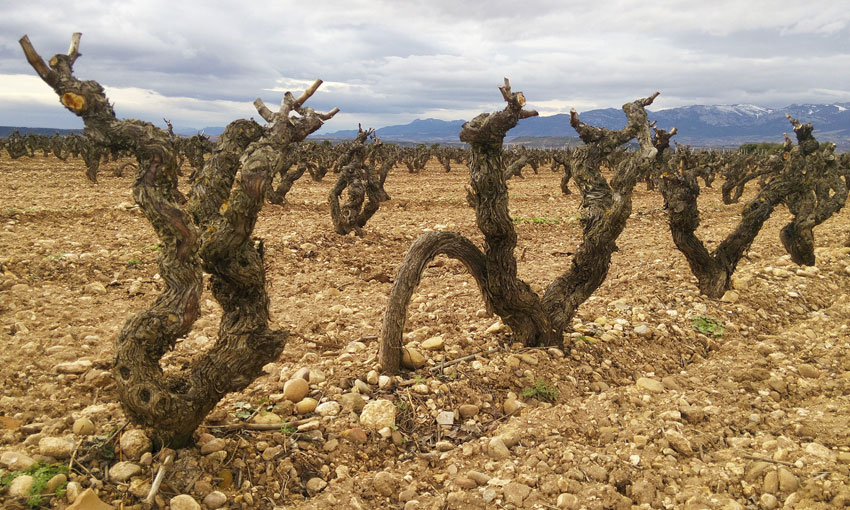 Preocupante sequía en la DOCa Rioja
