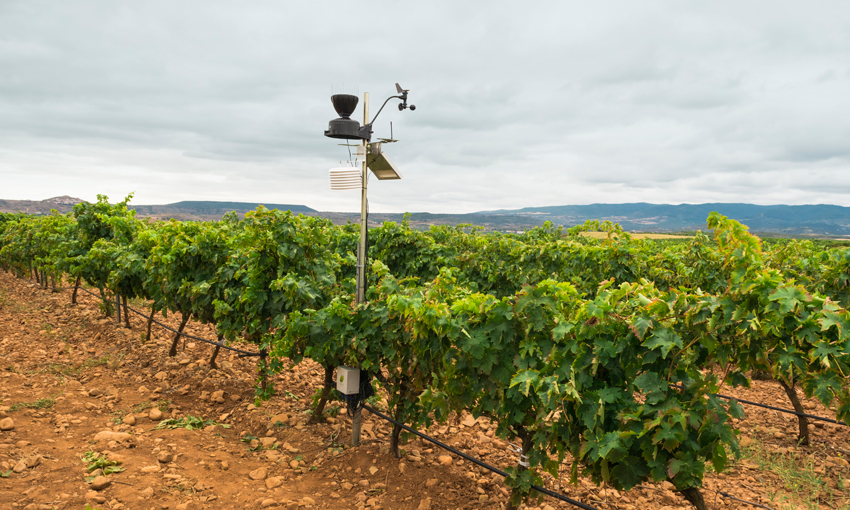 Tras La Rioja, Cesens® pone su objetivo en Ribera del Duero