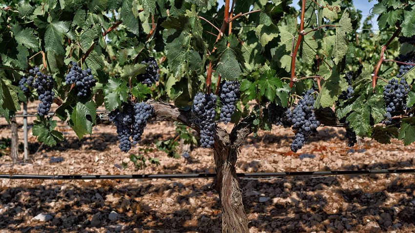 Pago de Carraovejas o la viticultura predictiva