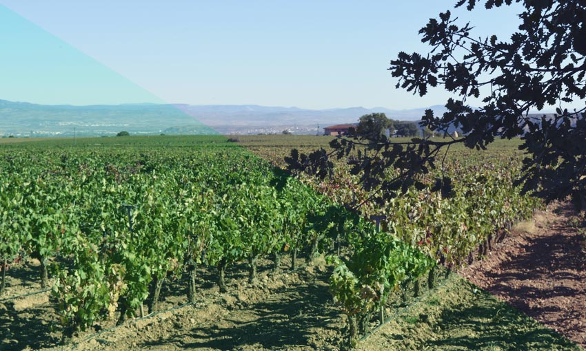 Una jornada técnica analizó el presente y futuro del Tempranillo