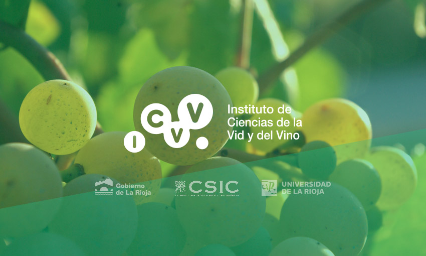 Identificada la causa de la mutación del Tempranillo Blanco